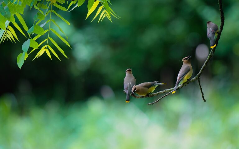 Beginner Tips for Backyard Birdwatching: Get Started Today